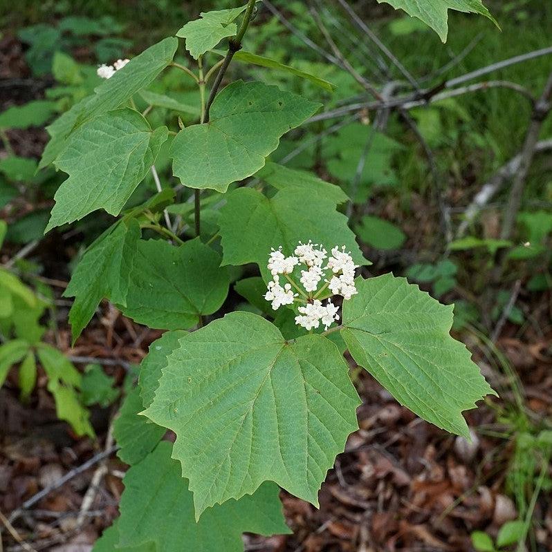 Viburnum acerifolium  - Mapleleaf Viburnum