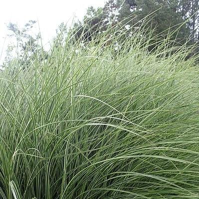 Miscanthus sinensis 'Morning Light'  - Morning Light Maiden Grass