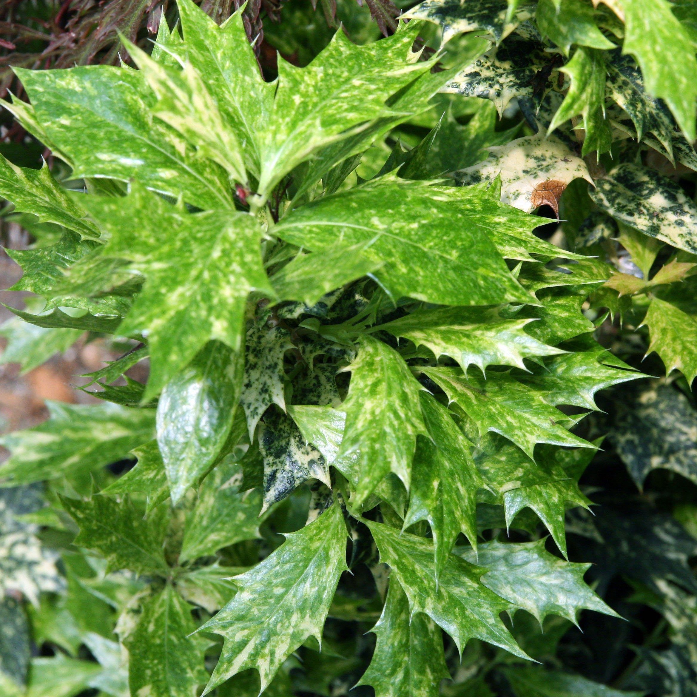 Osmanthus heterophyllus 'Goshiki'  - Goshiki False Holly