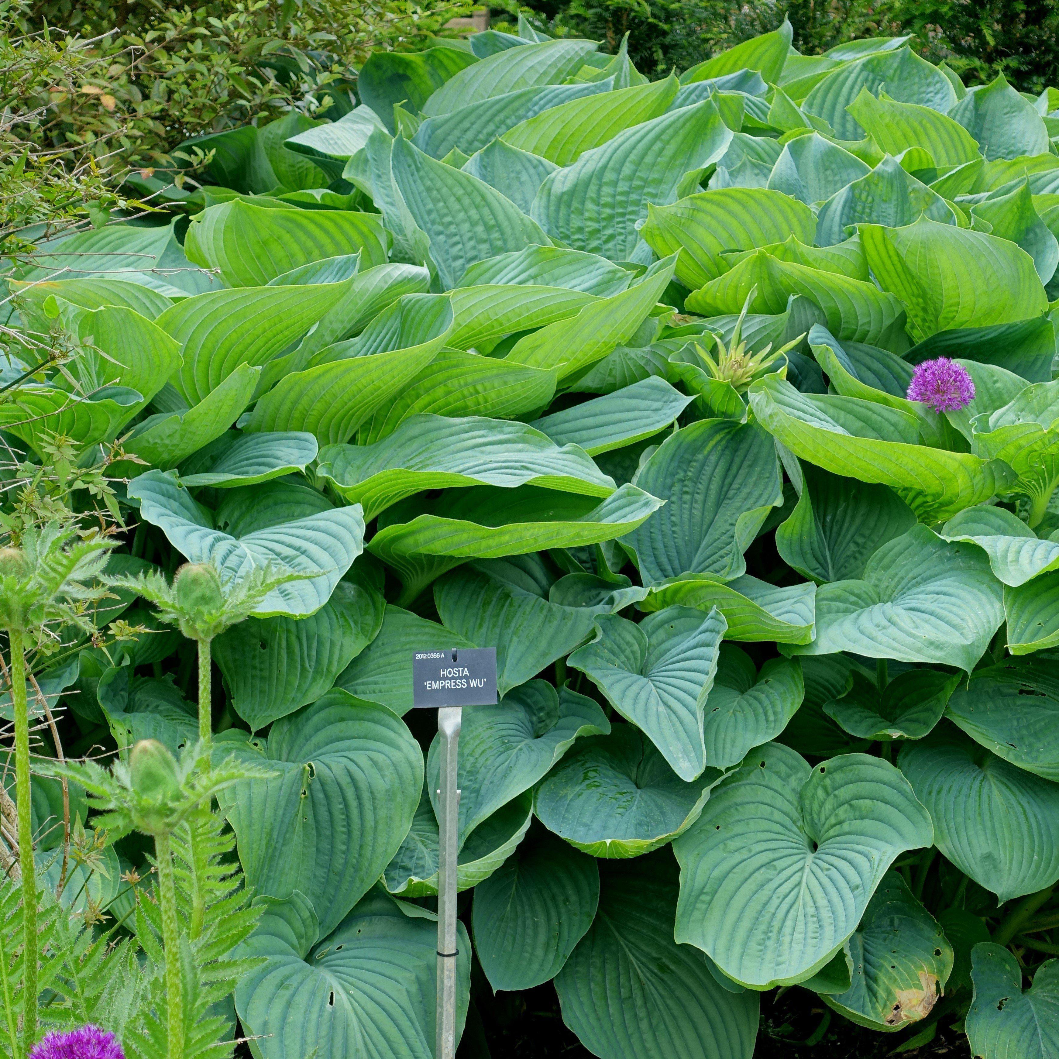 Hosta 'Empress Wu' PP20774  - PW® Shadowland® Empress Wu Hosta