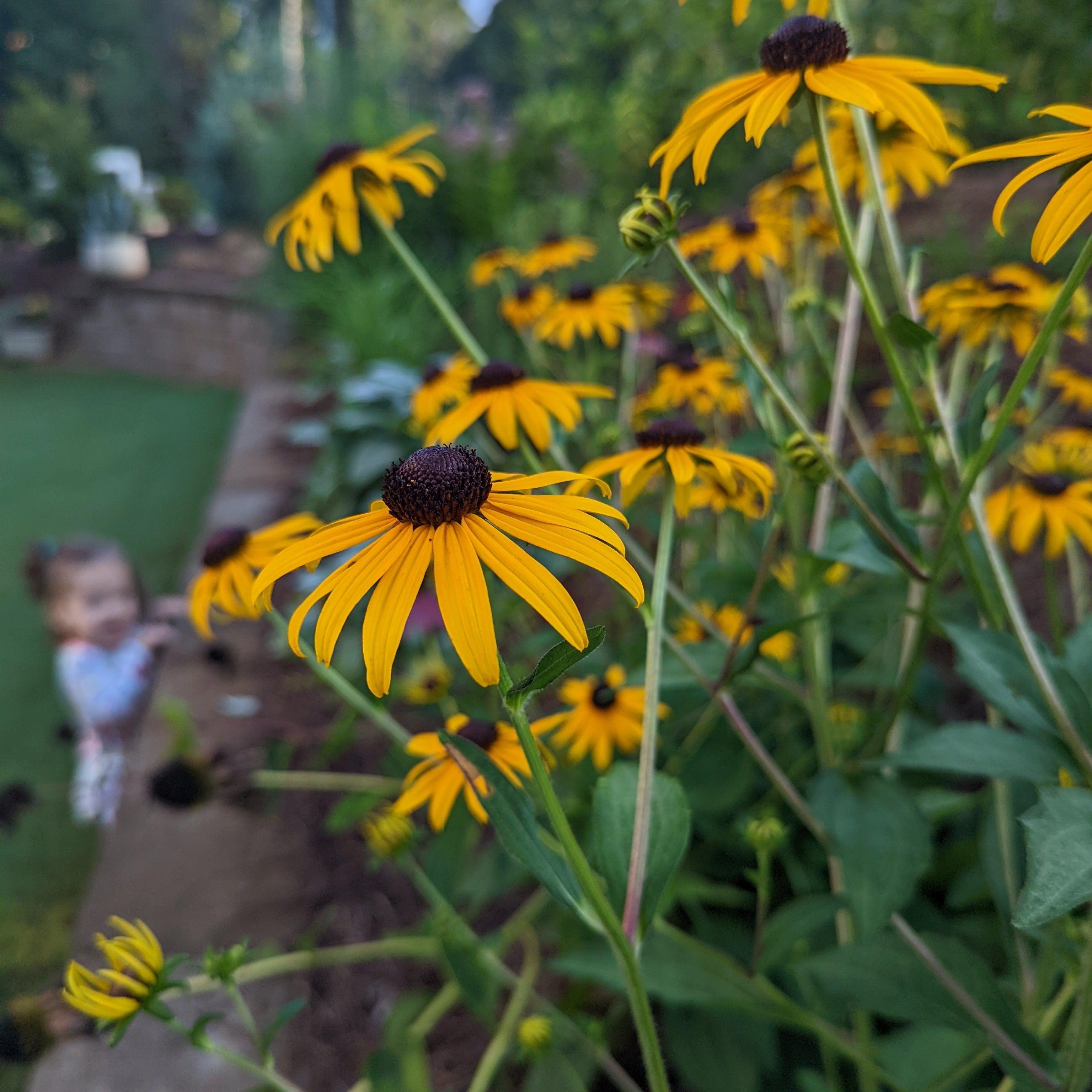 Rudbeckia fulgida 'Goldsturm'  - Black-Eyed Susan