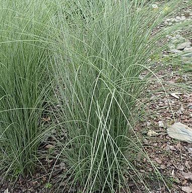 Miscanthus sinensis 'Morning Light'  - Morning Light Maiden Grass