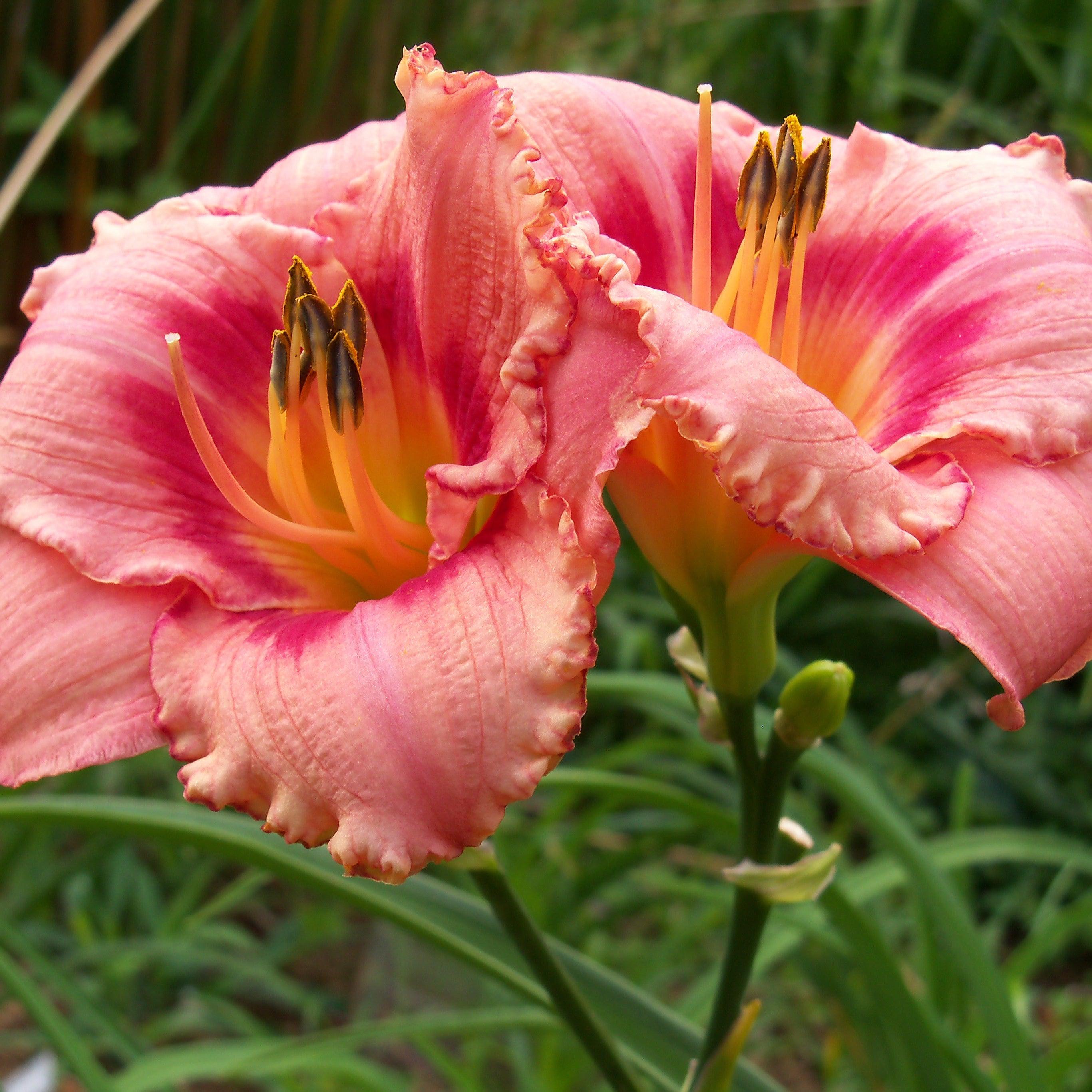 Hemerocallis 'Strawberry Candy'  - Strawberry Candy Daylily