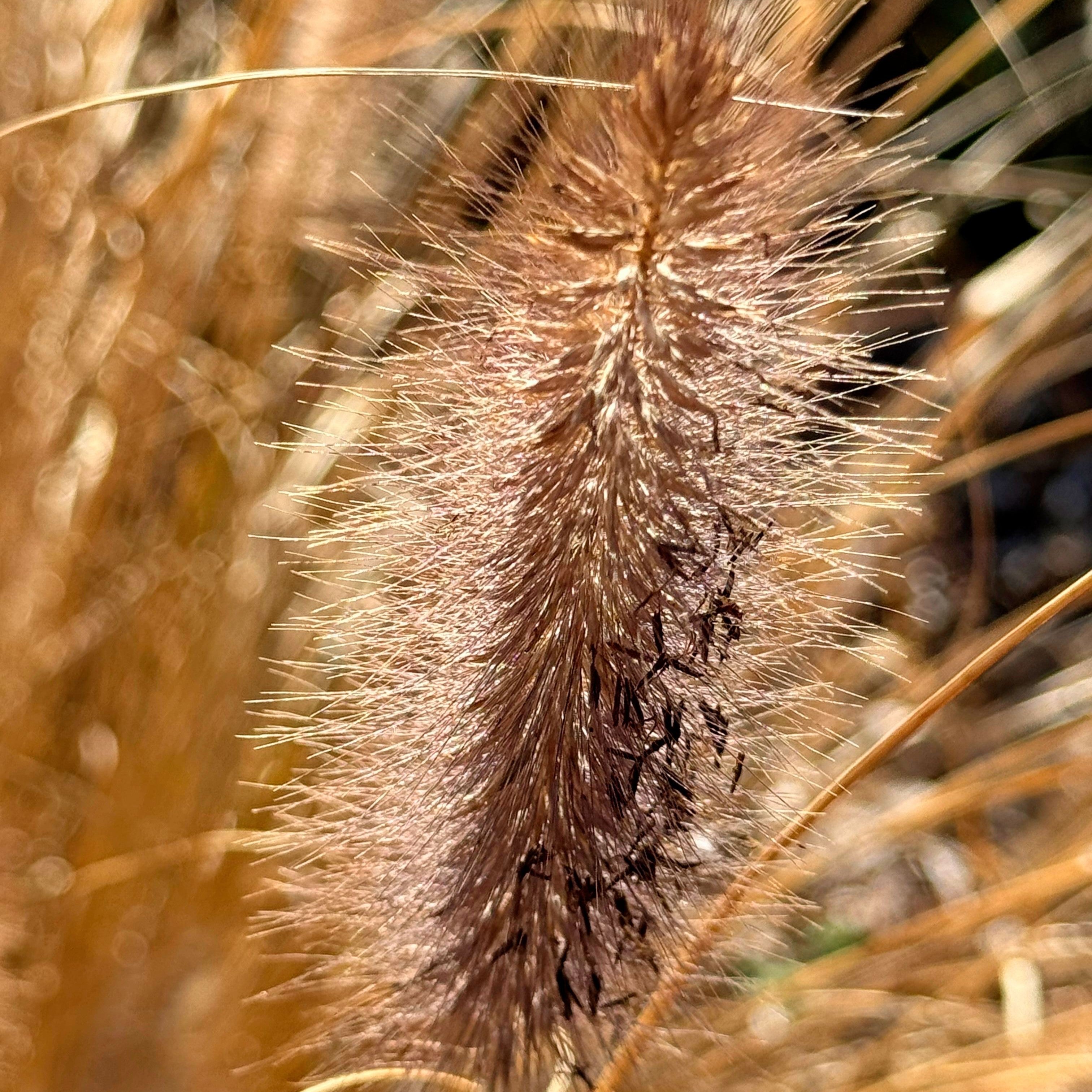 Pennisetum alopecuroides 'TIFT PA18'  - Cayenne™ Fountain Grass