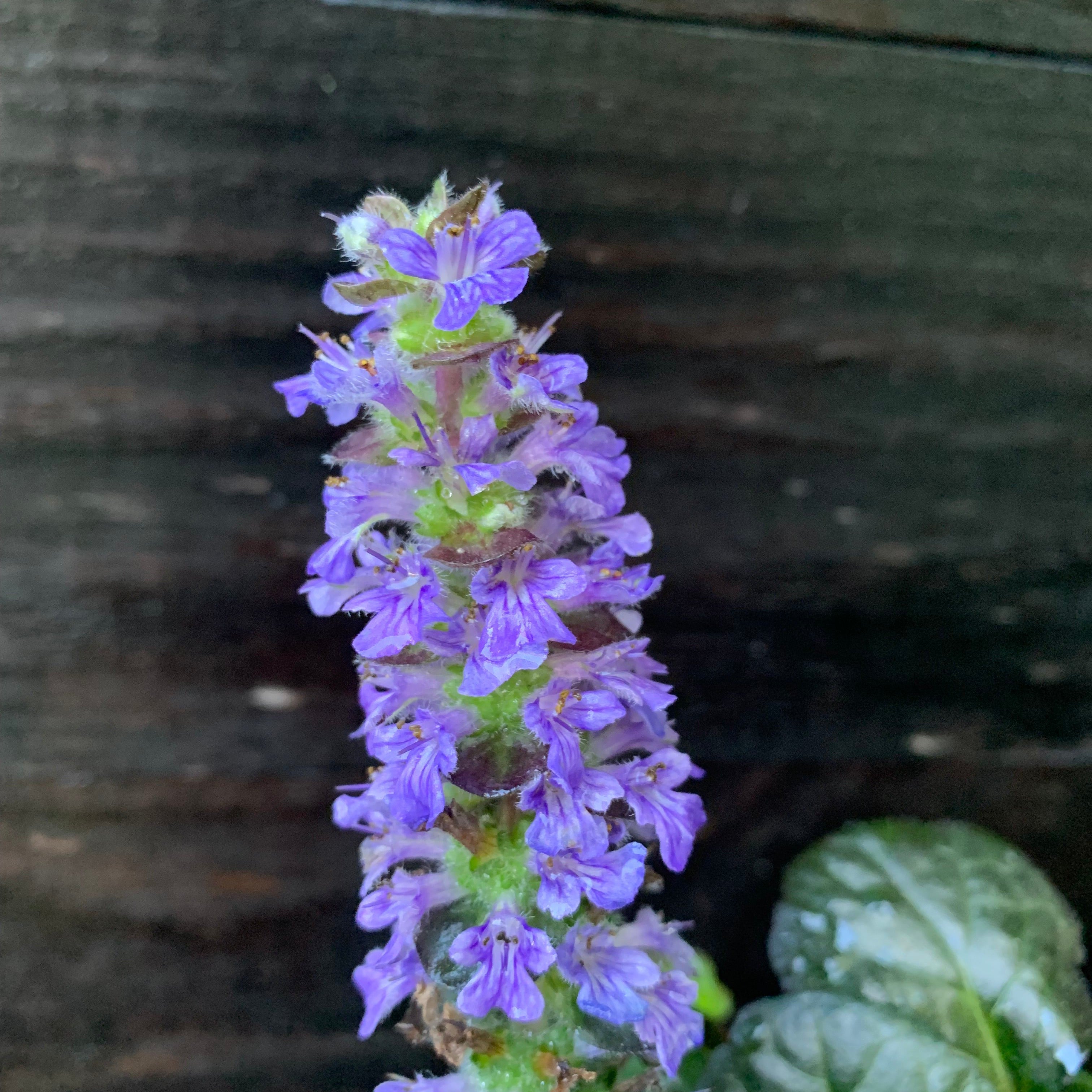 Ajuga reptans 'Binblasca'  - Black Scallop Bugleweed
