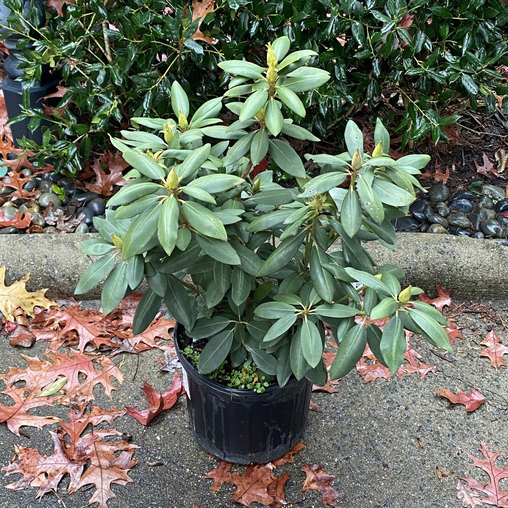 English Rhododendron Rhododendron 'English Roseum' - English Roseum Rhododendron ...