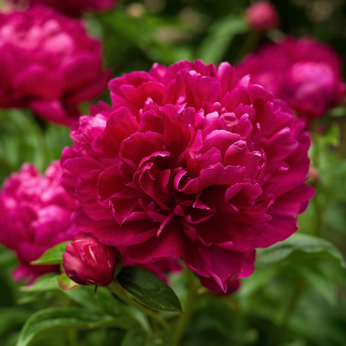 Paeonia lactiflora 'Karl Rosenfield' - Karl Rosenfield Peony ...