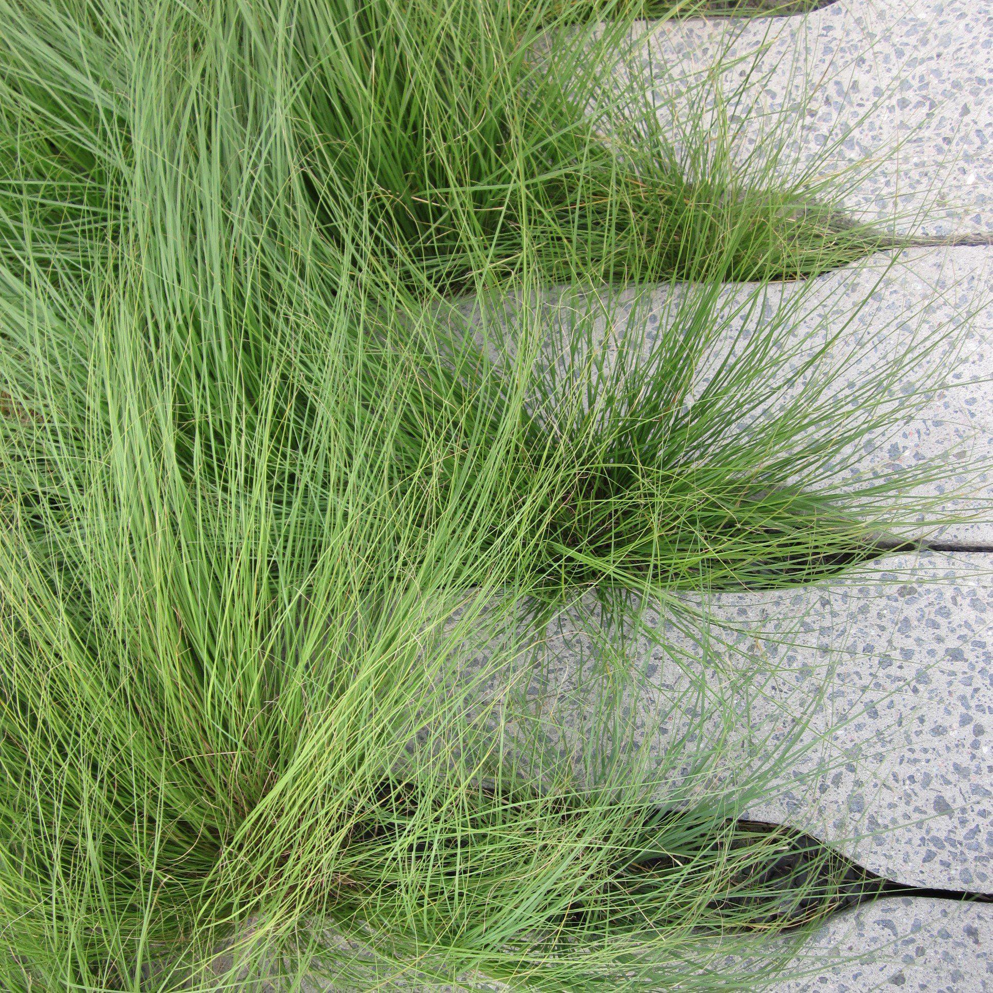 Carex pensylvanica  - Pennsylvania Sedge