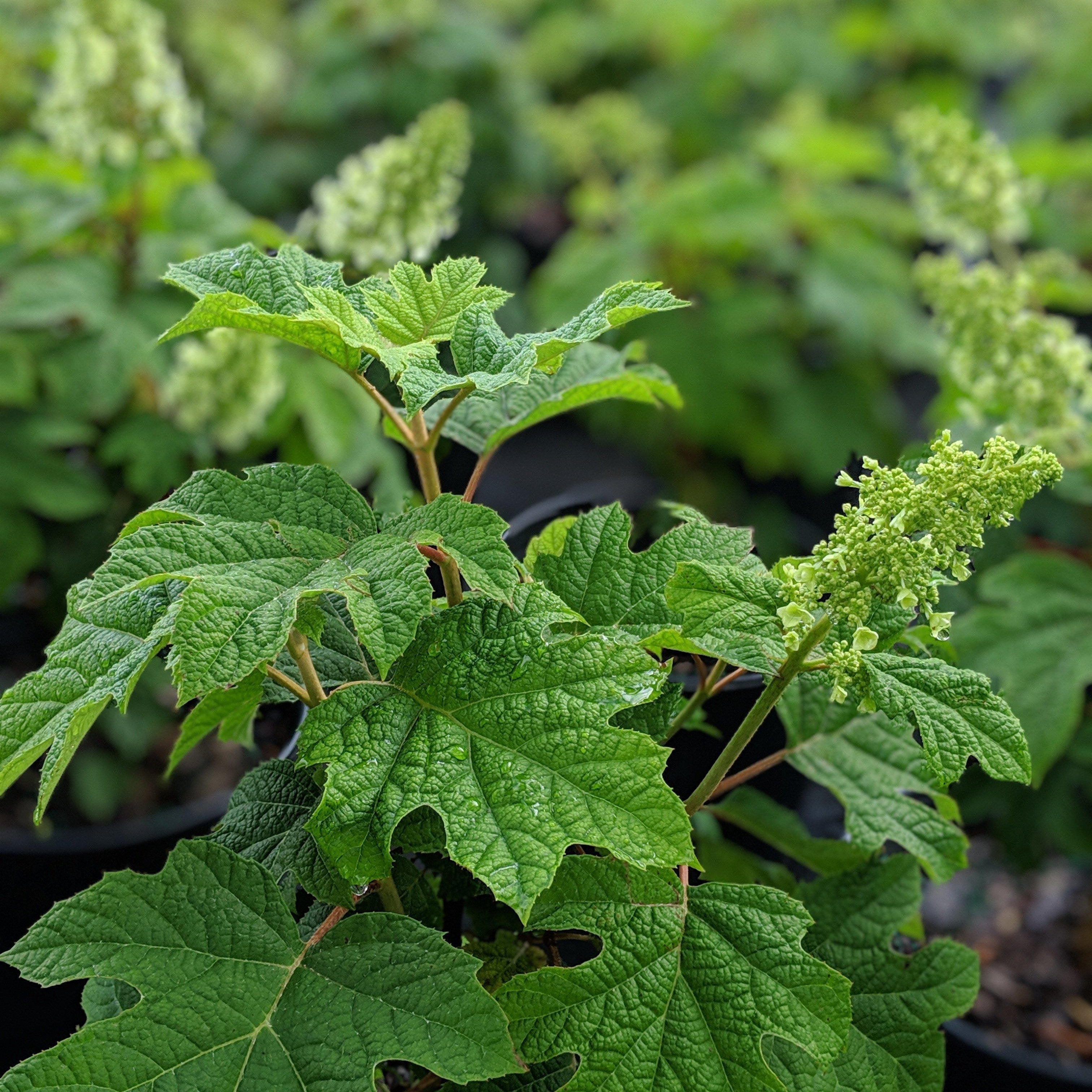 Hydrangea quercifolia 'Ruby Slippers'  - Ruby Slippers Oakleaf Hydrangea