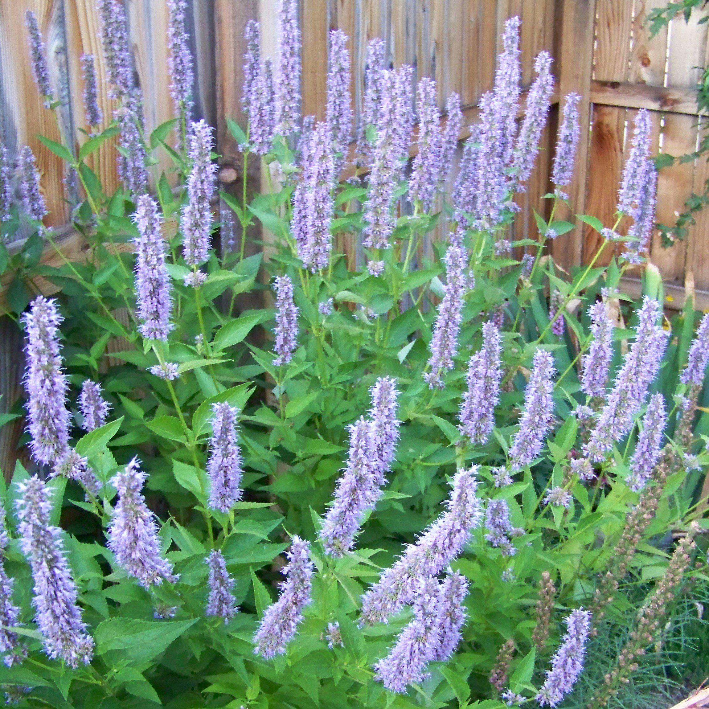 Agastache foeniculum 'Blue Fortune'  - Blue Fortune Giant Hyssop