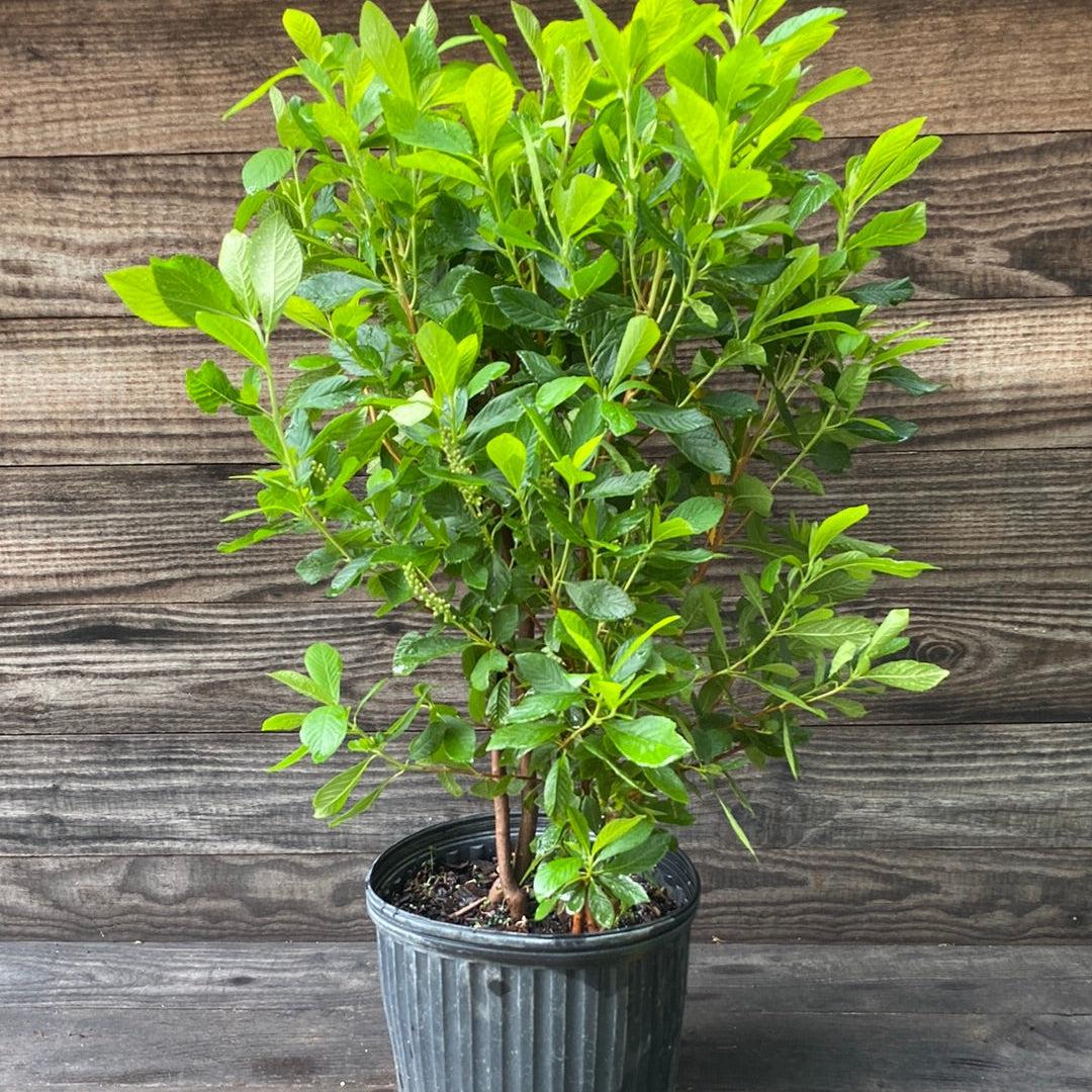 Clethra alnifolia 'Ruby Spice'  - Ruby Spice Summersweet