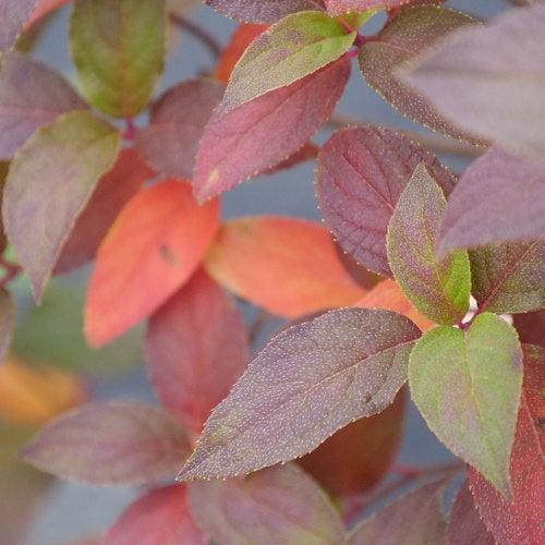 Hydrangea paniculata 'SMNHPK'  - Proven Winners® Fire Light Tidbit® Hydrangea