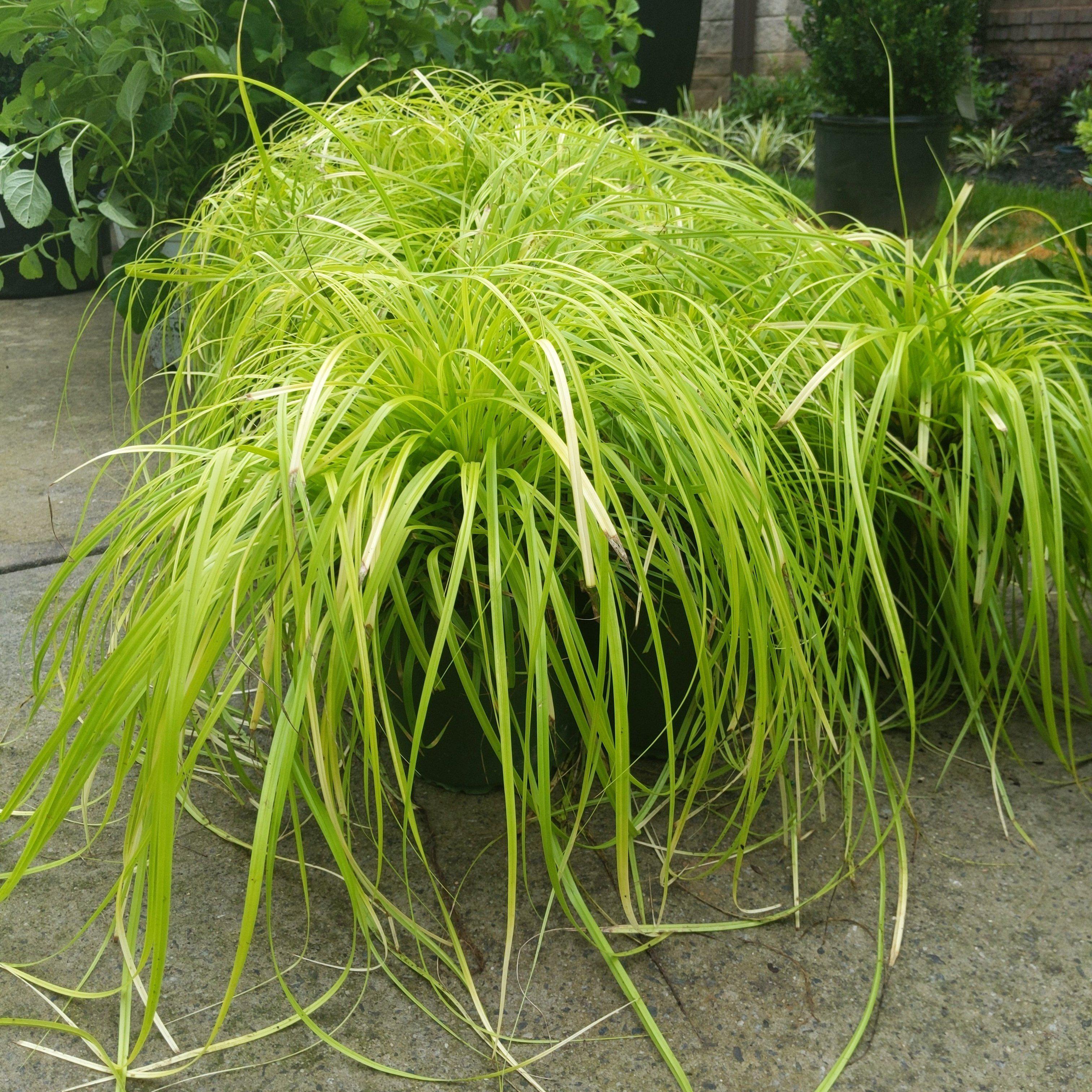 Carex oshimensis 'Everillo' PP#21,002  - EverColor® Everillo Sedge