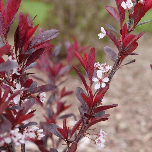 Prunus x cistena 'UCONNPCSDR'  - Stay Classy® Sand Cherry