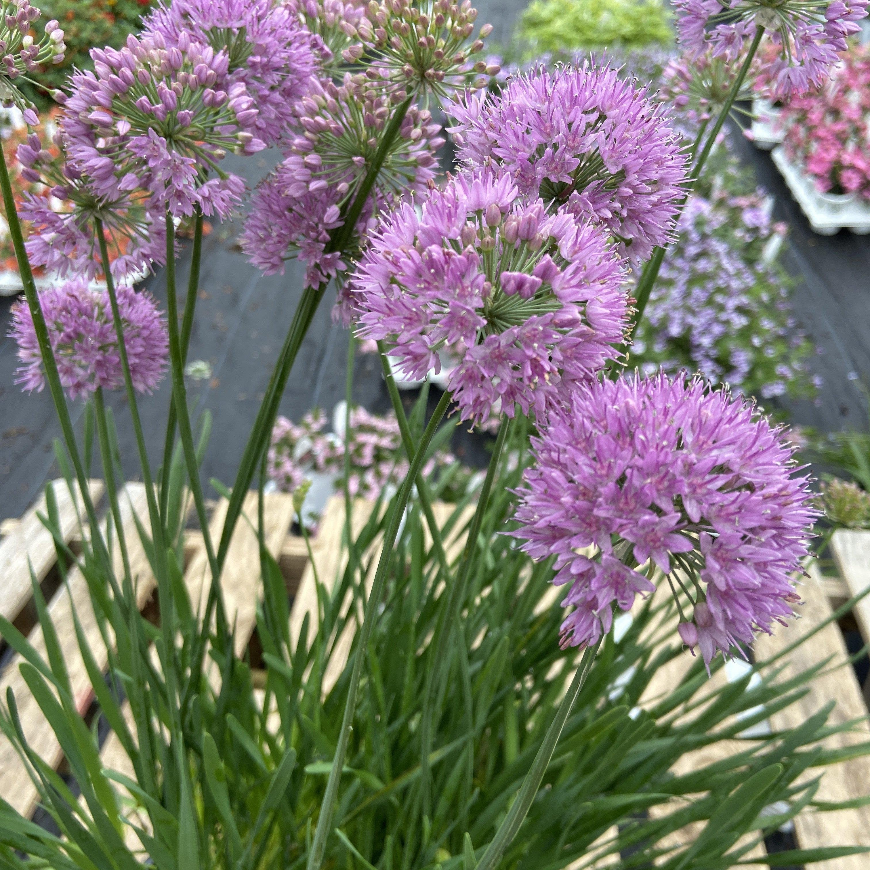 Allium ‘Serendipity’  - Serendipity Ornamental Onion
