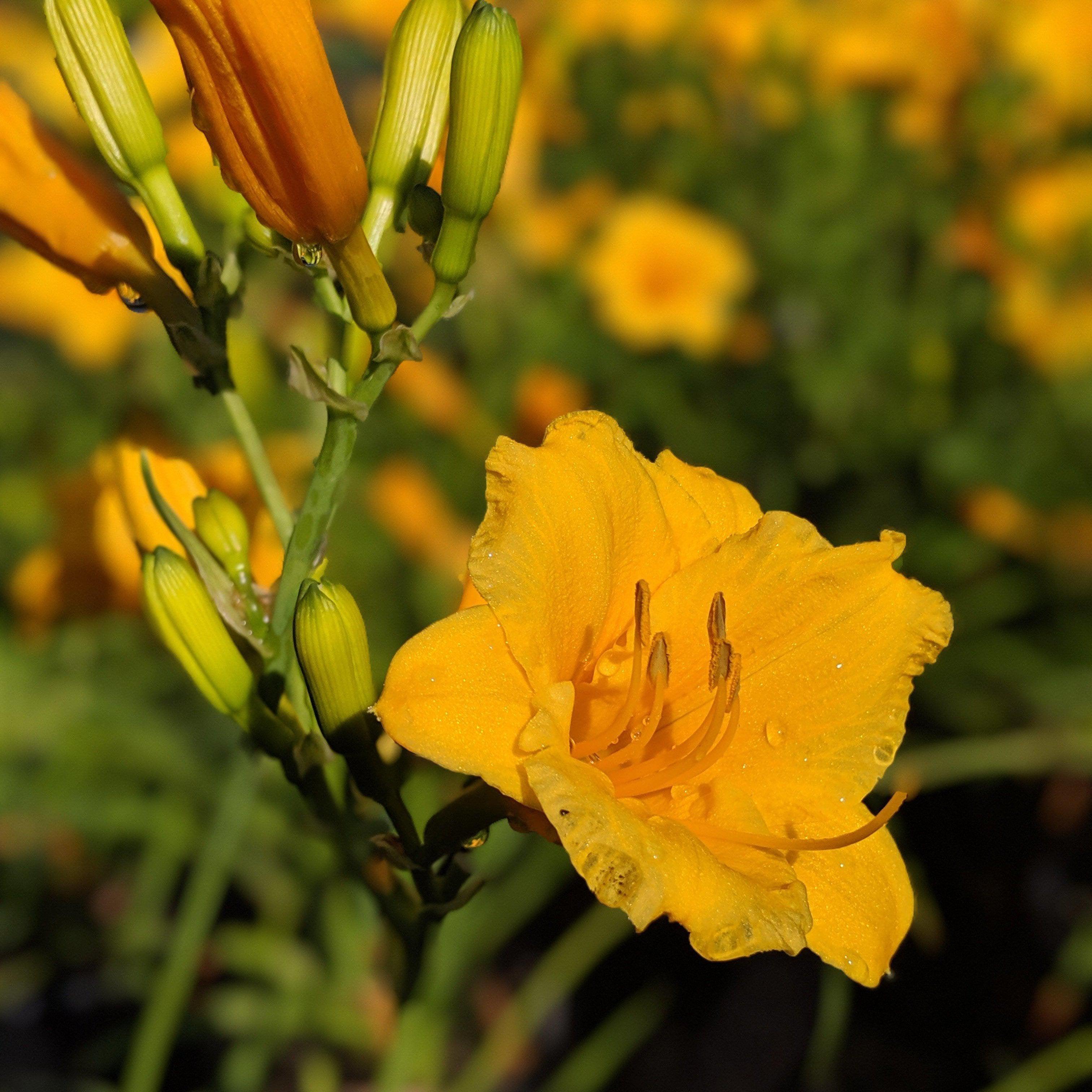 Hemerocallis 'Stella D'Oro'  - Stella de Oro Daylily
