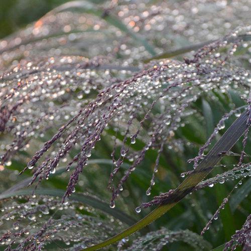 Panicum virgatum 'Apache Rose' PP29142  - Prairie Winds® Apache Rose Switch Grass