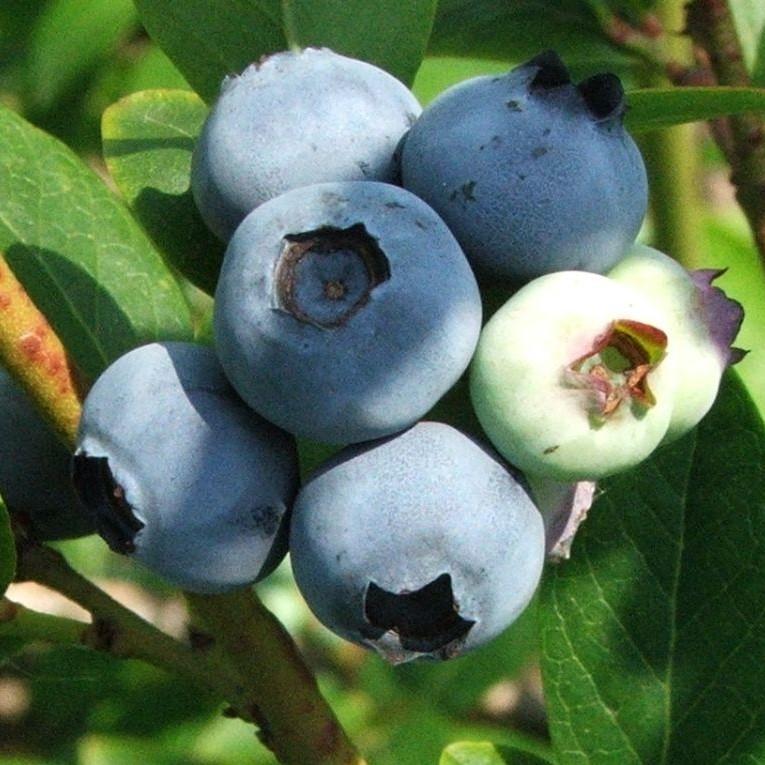 Vaccinium corymbosum 'Jersey'  - Jersey Highbush Blueberry
