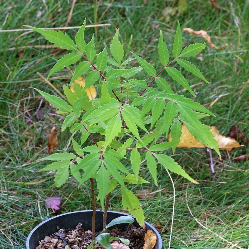 Rhus glabra  - Smooth Sumac