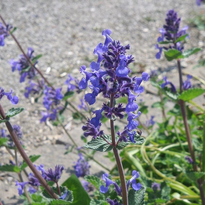 Nepeta x faassenii 'Purrsian Blue' - Purrsian Blue Catmint – Decorative ...