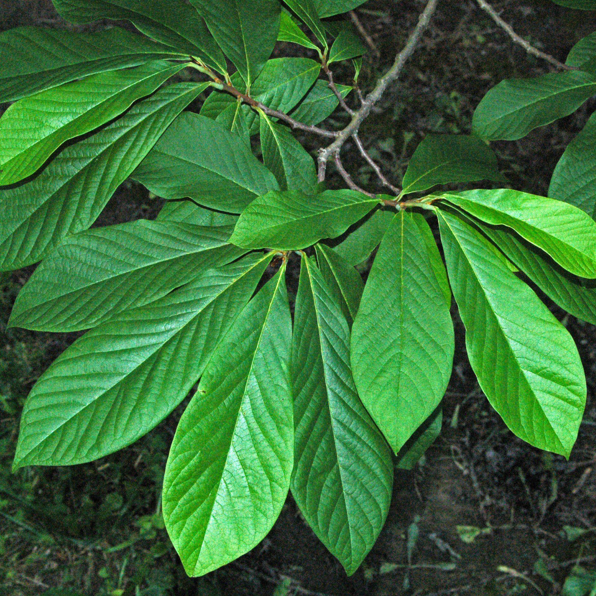 Asimina triloba  - Common Pawpaw, Tall Pawpaw