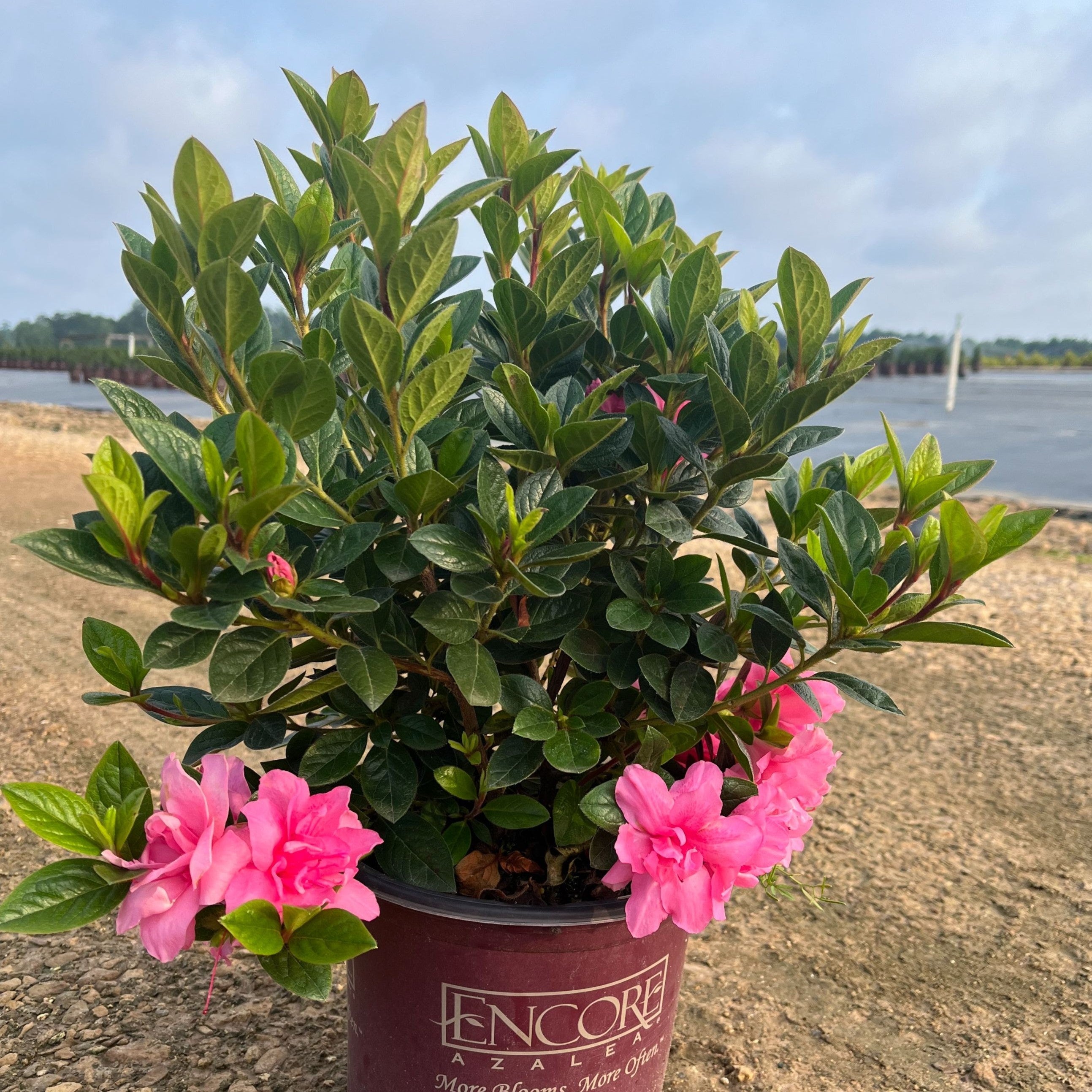 Rhododendron ‘Roblec’  - Encore® Autumn Carnation™ Azalea