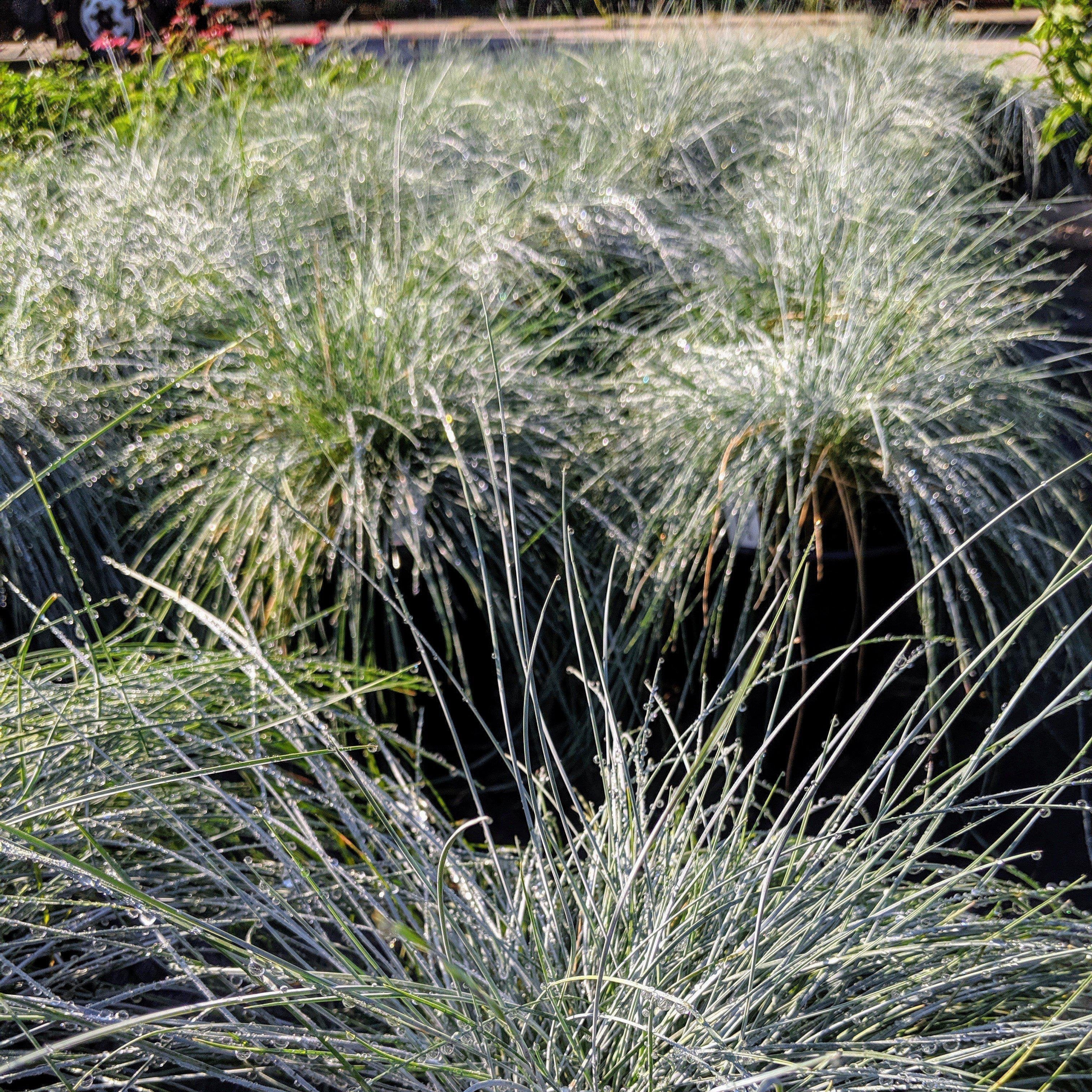 Festuca glauca 'Elijah Blue'  - Blue Fescue
