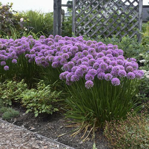 Allium 'Millenium'  - Millenium Ornamental Onion