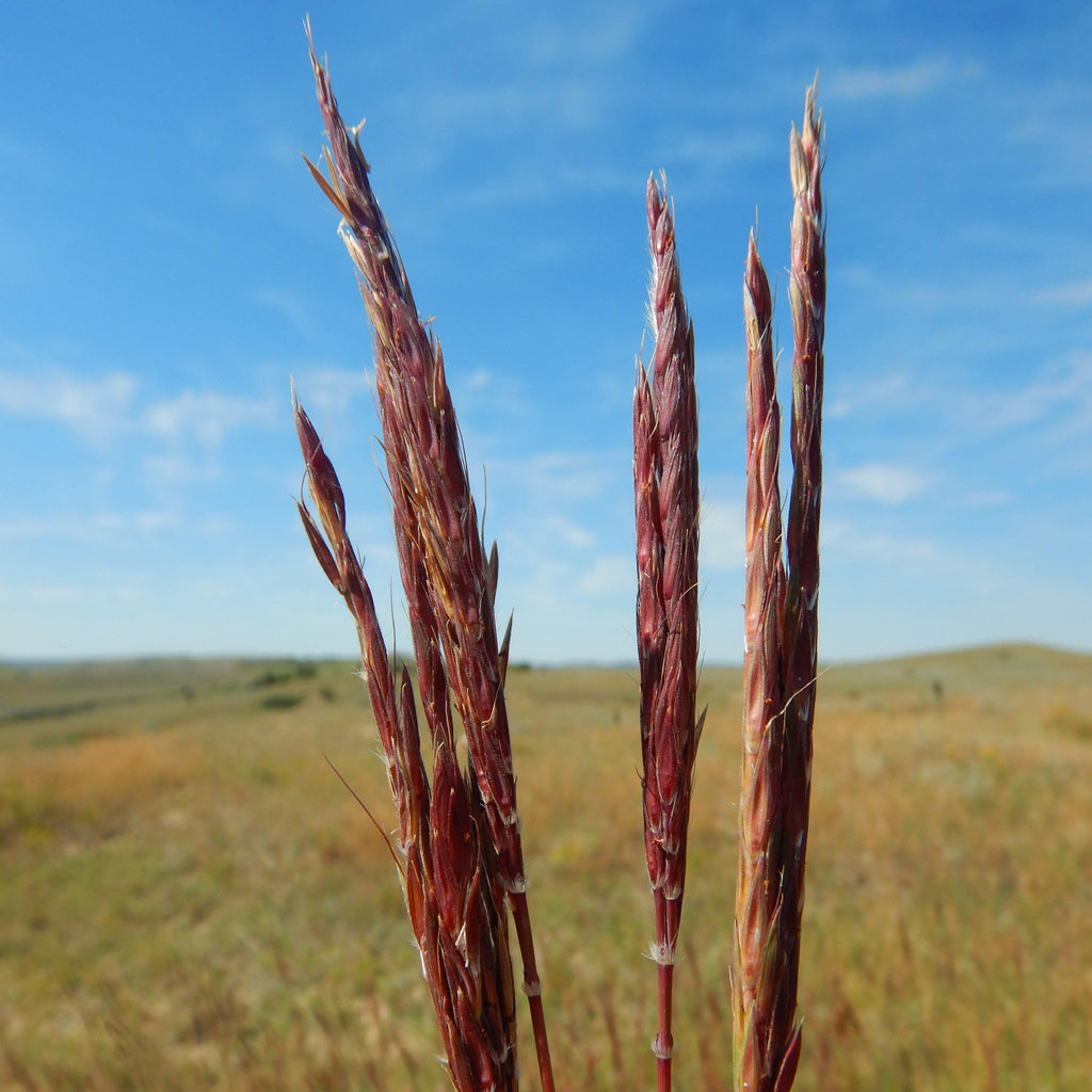 Andropogon gerardii 'Red October'  - Red October Big Bluestem