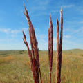 Andropogon gerardii 'Red October'  - Red October Big Bluestem