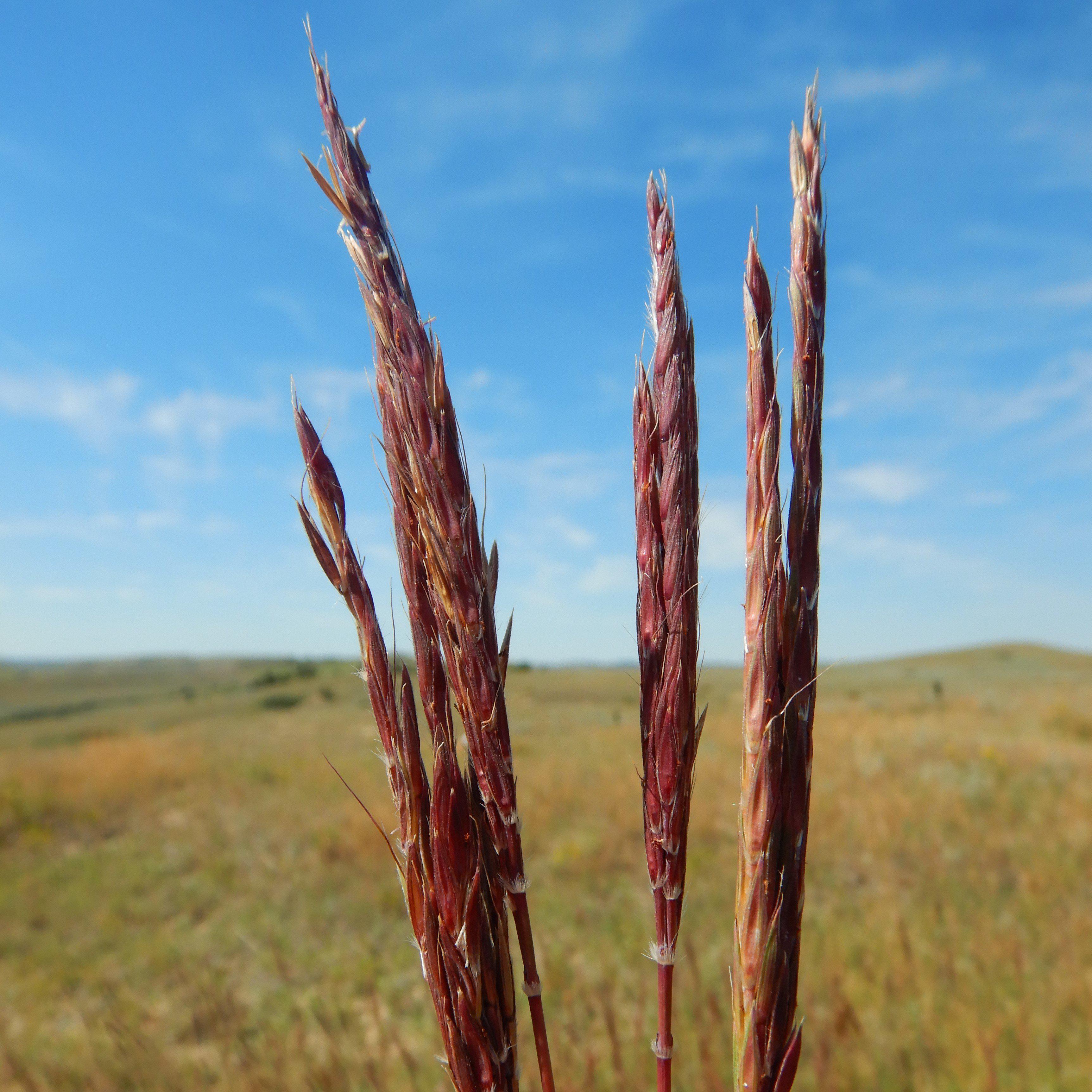 Andropogon gerardii 'Red October'  - Red October Big Bluestem