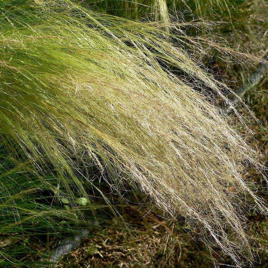 Nassella tenuissima  - Mexican Feather Grass