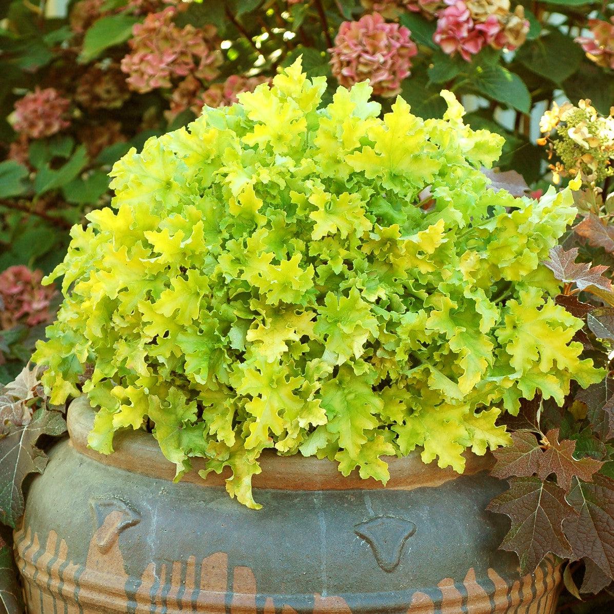 Heuchera ‘Lime Marmalade’  - Lime Marmalade Heuchera