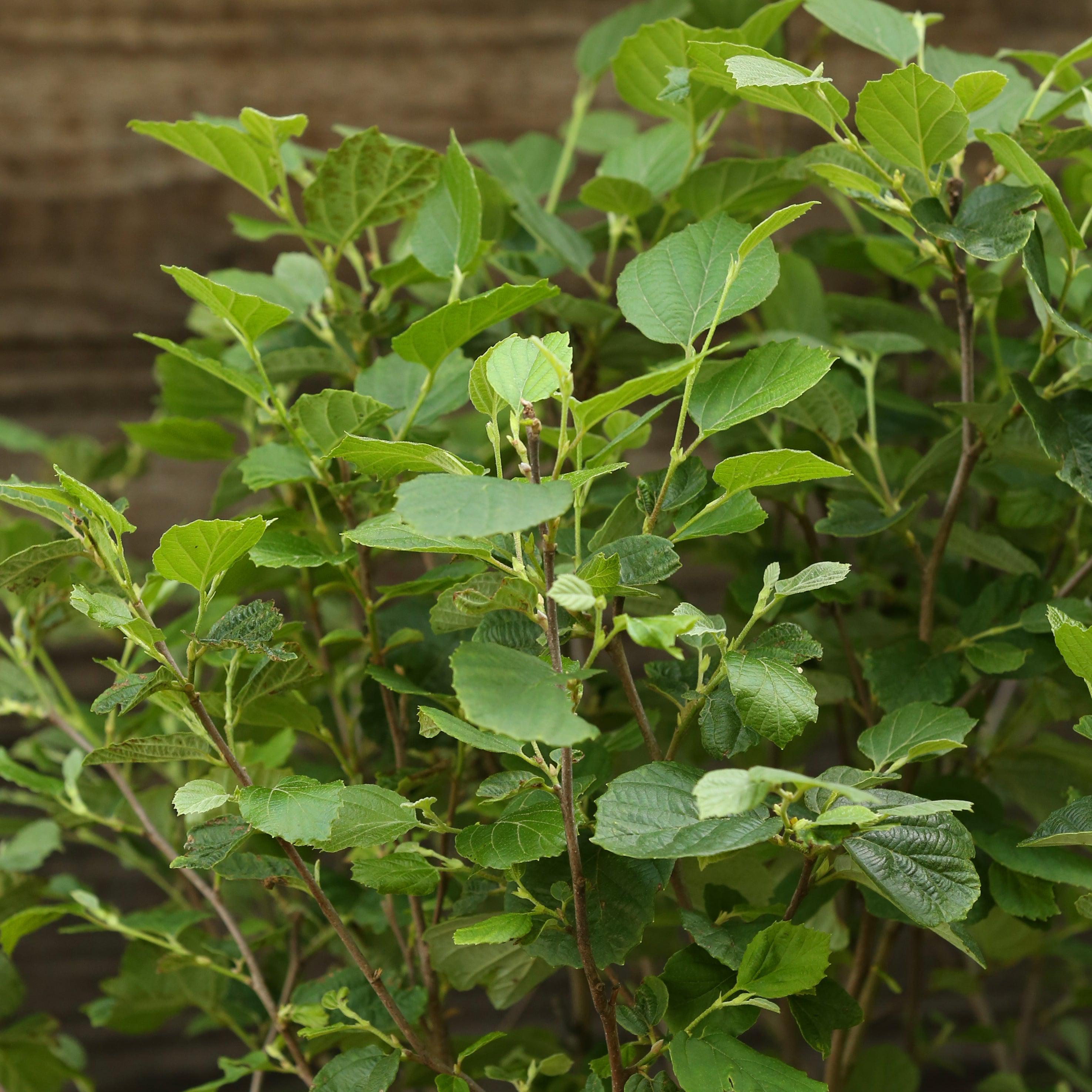 Fothergilla major 'Mount Airy'  - Mount Airy Fothergilla