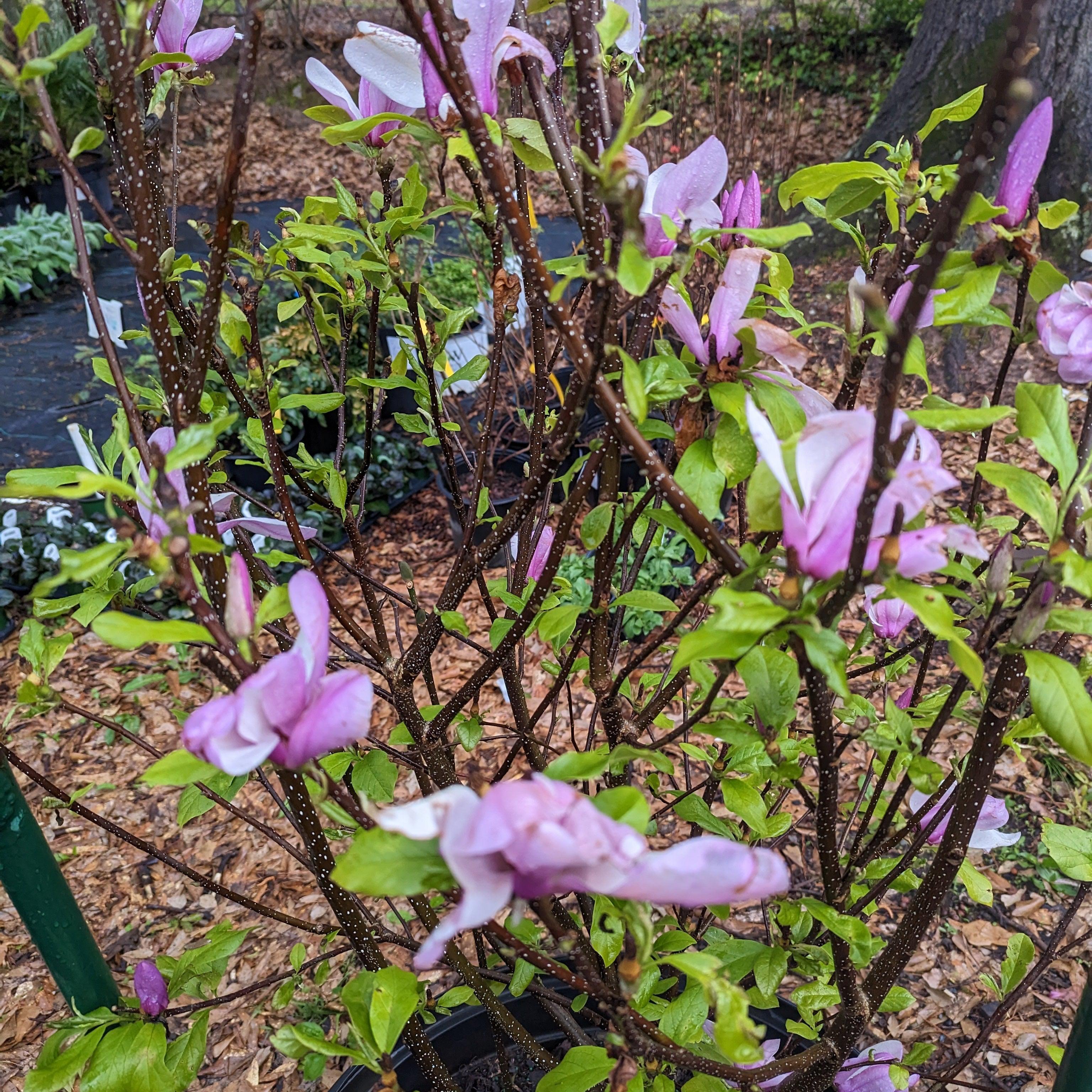 Magnolia x soulangiana 'Jane'  - Saucer 'Jane' Magnolia