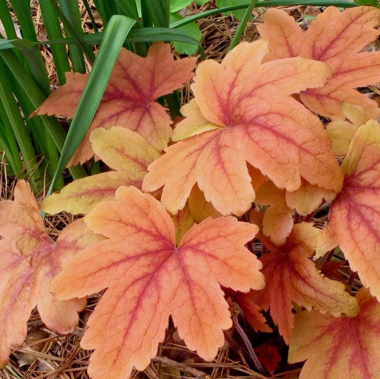 Heucherella 'Sweet Tea'  - Sweet Tea Foamy Bells