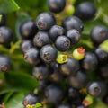 Vaccinium corymbosum hybrid 'ZF08-095' PP 25,467  - Bushel and Berry® BerryBux® Blueberry