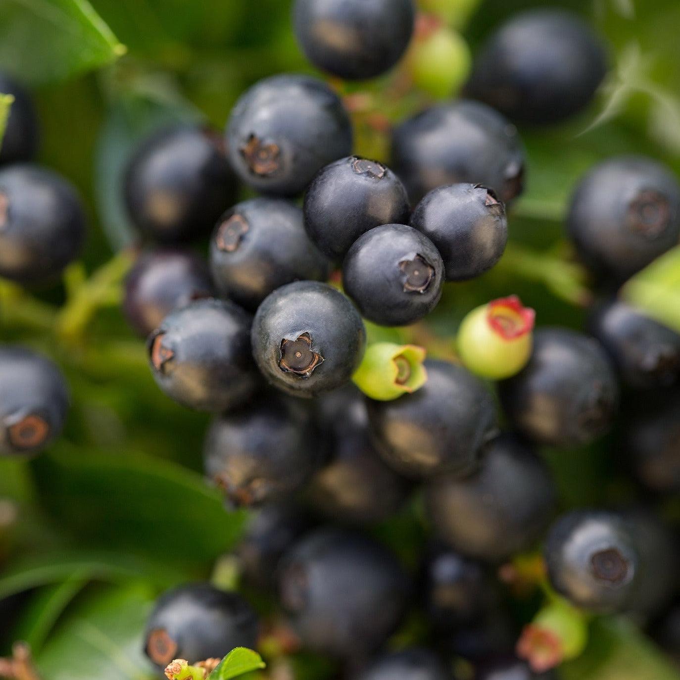 Vaccinium corymbosum hybrid 'ZF08-095' PP 25,467  - Bushel and Berry® BerryBux® Blueberry