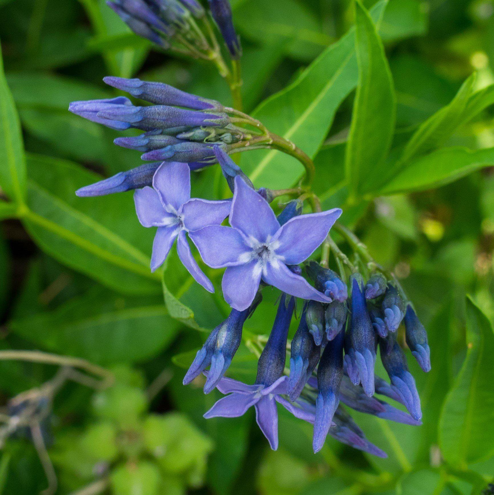 Amsonia 'Blue Ice'  - Blue Ice Blue Star