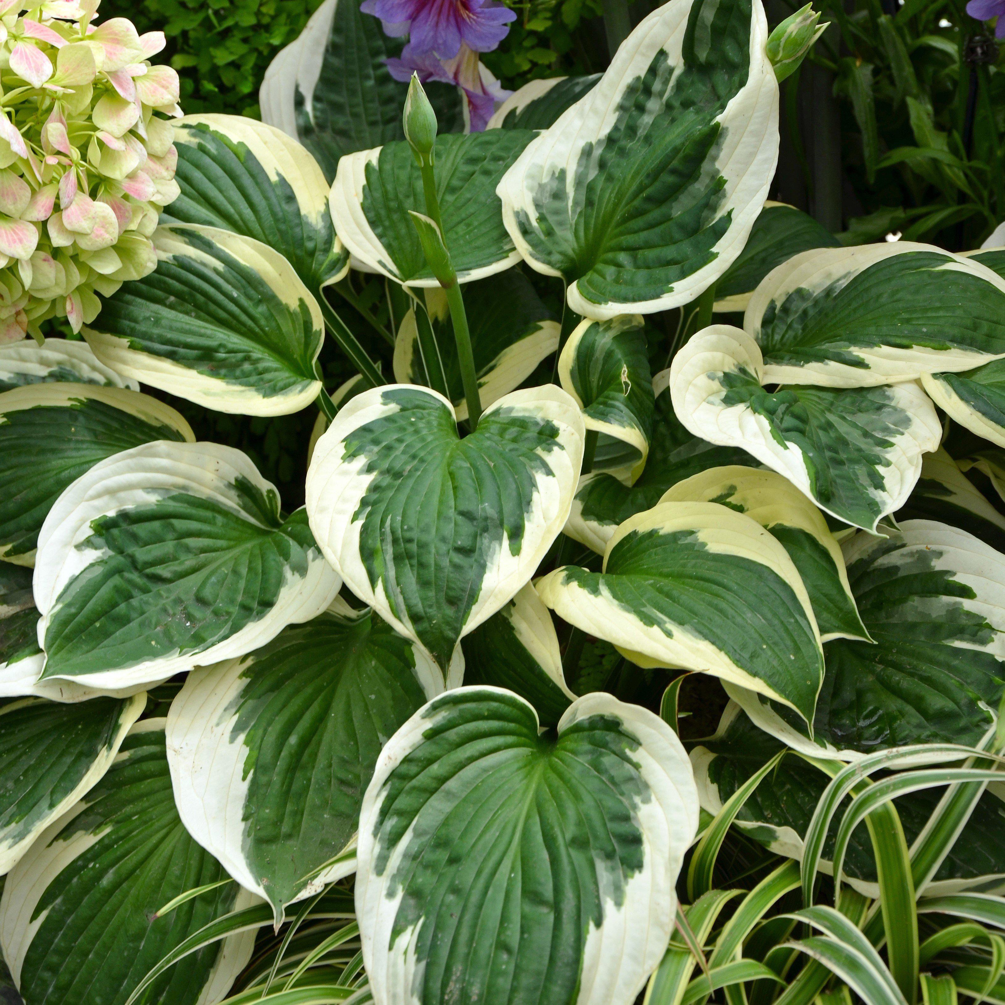 Hosta 'Francee'  - Francee Hosta