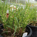 Miscanthus sinensis 'NCMS2B'  - Bandwidth Maiden Grass