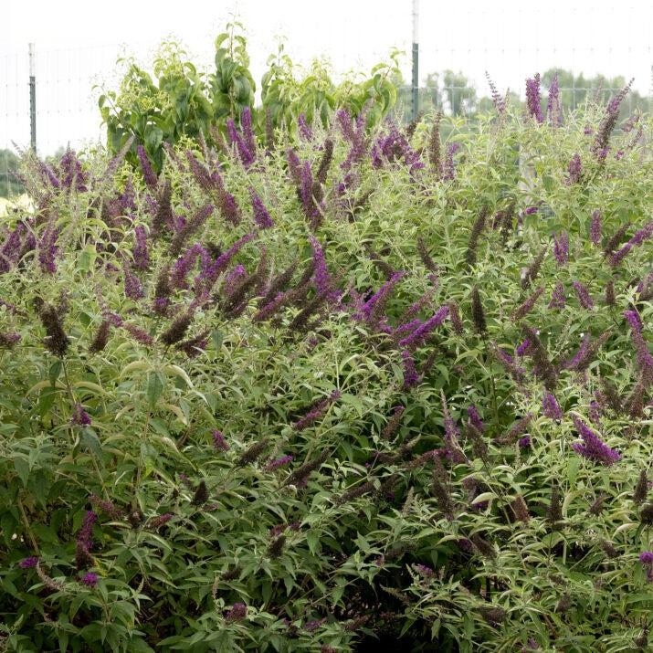 Buddleia davidii 'PIIBD-I' PP26,305  - First Editions® Groovy Grape™ Butterfly Bush