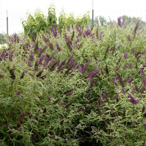 Buddleia davidii 'PIIBD-I' PP26,305  - First Editions® Groovy Grape™ Butterfly Bush