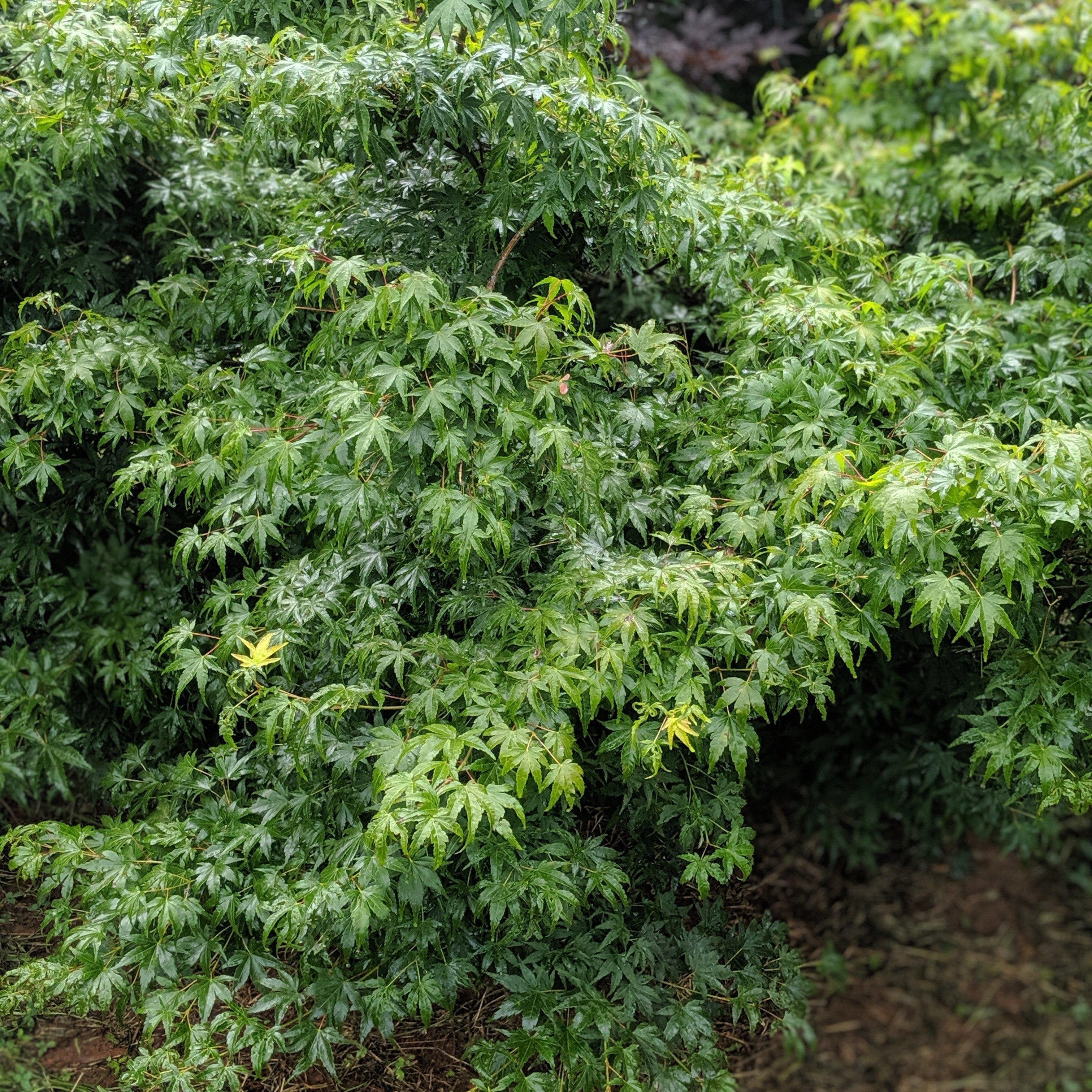 Acer palmatum var. dissectum 'Waterfall'  - Waterfall Japanese Maple