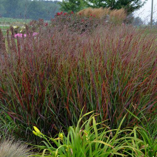 Panicum virgatum 'Cheyenne Sky' PP23209  - Prairie Winds® Cheyenne Sky Switch Grass
