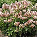Hydrangea quercifolia 'Munchkin'  - Munchkin Hydrangea