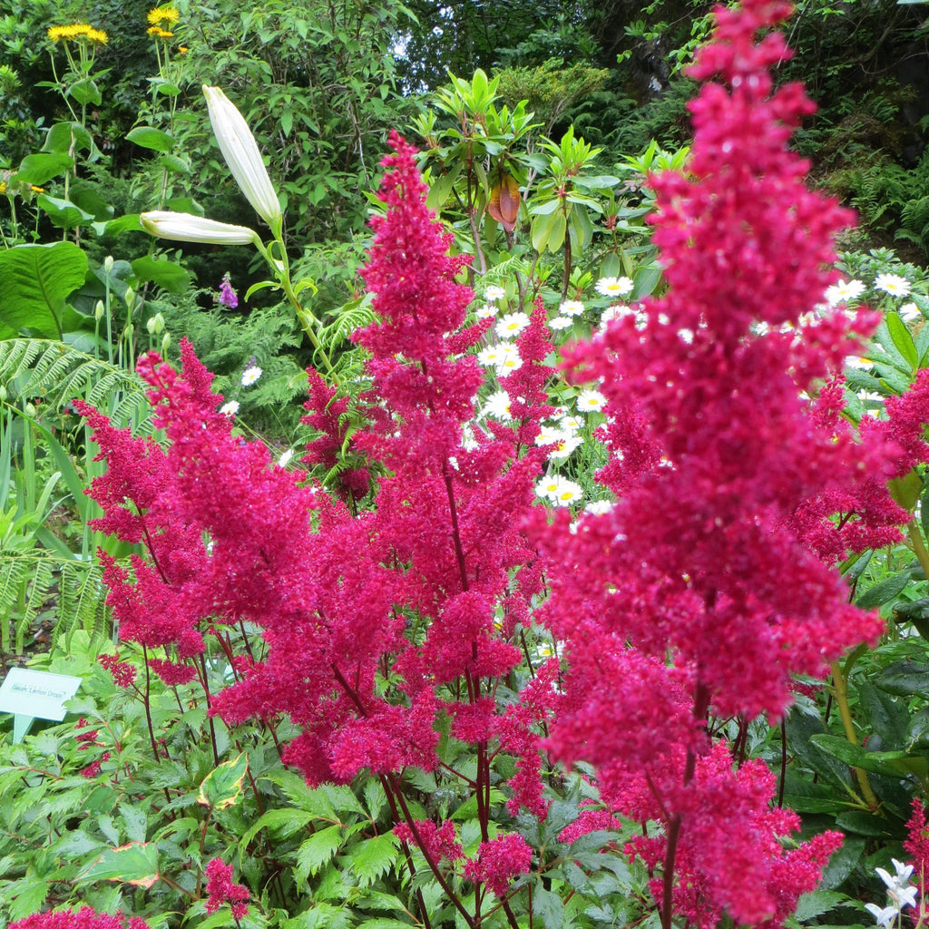 Astilbe japonica 'Montgomery'  - Montgomery Japanese Astilbe