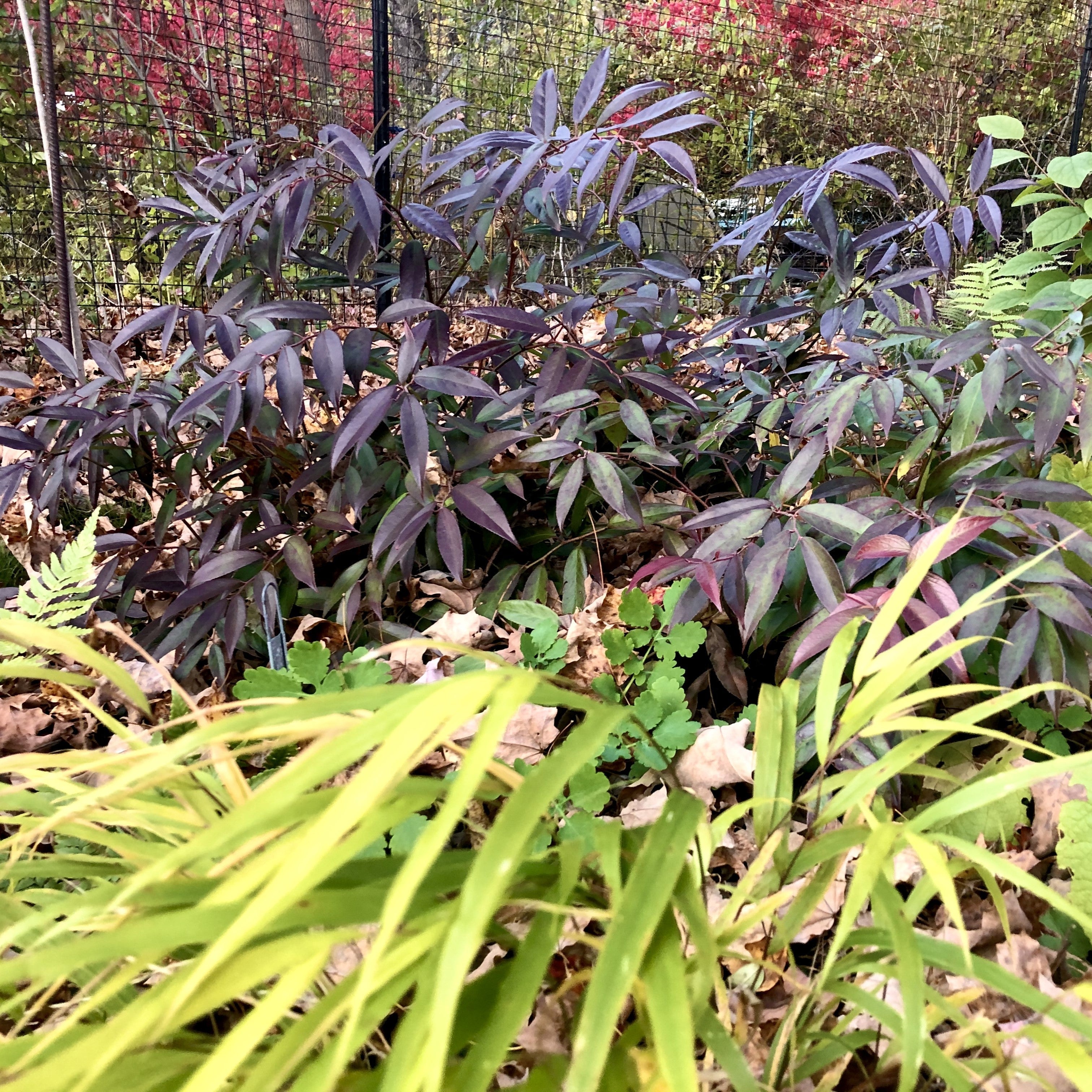 Leucothoe fontanesiana 'ReJoyce'  - ReJoyce Leucothoe