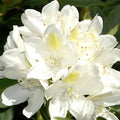 Rhododendron catawbiense 'Chionoides'  - Chionoides Rhododendron