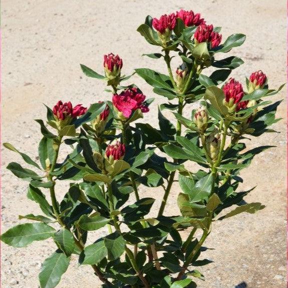 Rhododendron 'Nova Zembla'  - Nova Zembla Rhododendron
